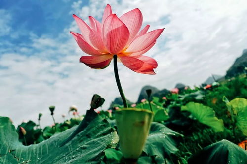莲花夏季开花？想知道具体时间