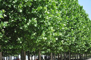 柠檬树的清新明亮