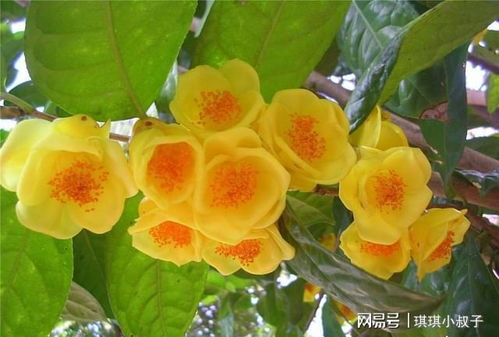 会开花的茶叶， 别有一番风味