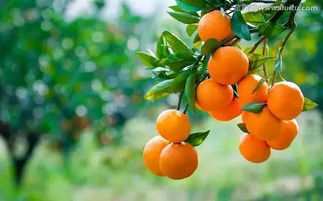 绿色守护者， 守护绿色家园