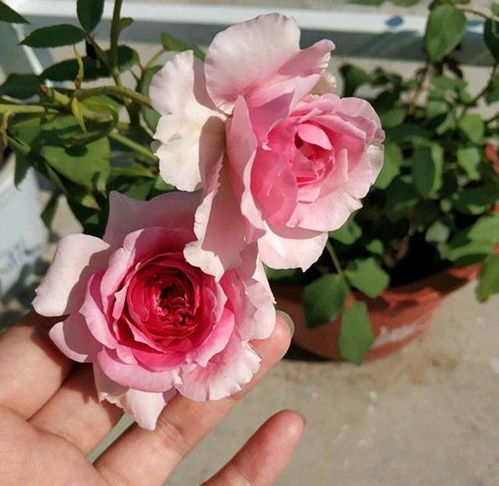 冬季低温，月季也难过