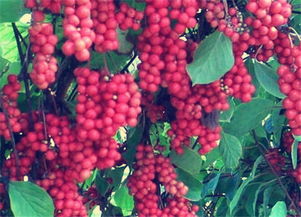 先来聊聊误区，别等种出来再后悔