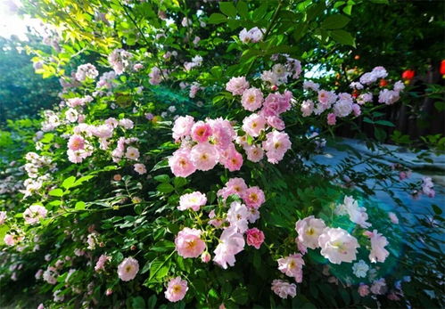 剪枝嫩活， 时机气候要讲究