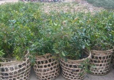 红皮榕病虫害防治小贴士