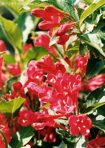 红王子锦带的花期与修剪