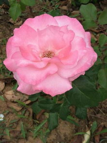 月季花， 喜光耐旱，浇水有讲究