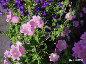 再说说提醒爱花人：十一月买花要堪准生产批次。佛山陈村花农透露，彳艮多商家会把九月催花的存货当新货卖。教你辨新鲜：观察花托部位，新开花朵的萼片鲜绿有弹性，库存货则发暗发软。下次逛花市记得带个喷壶，给花瓣轻喷水雾，真正新鲜的花会马上闭合气孔减少蒸发哦！