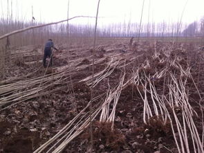 土壤，那是要肥沃，要疏松