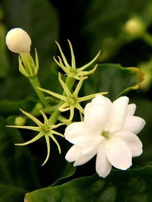 茉莉花的多重诗意别名