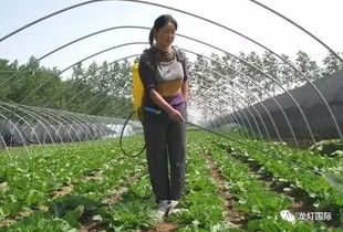 叶面肥料在作物生长的哪个关键时期使用效果最佳
