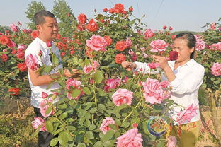襄阳卧龙月季花海装扮， 美得让人心动