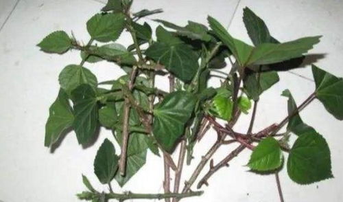 第一章：选种球的秘密