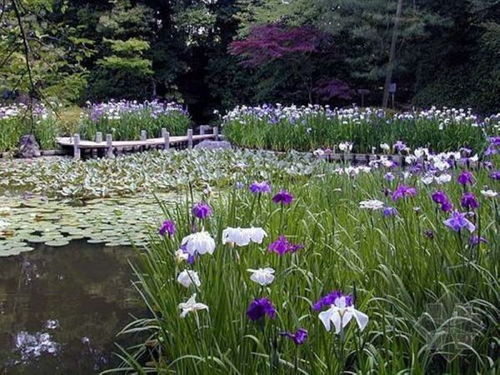 地被植物种植攻略