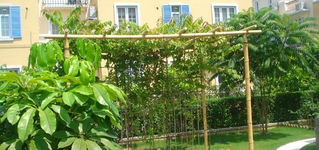 2. 兰花：高雅与纯洁的象征