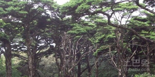 那银杉呢？它是保护植物吗？