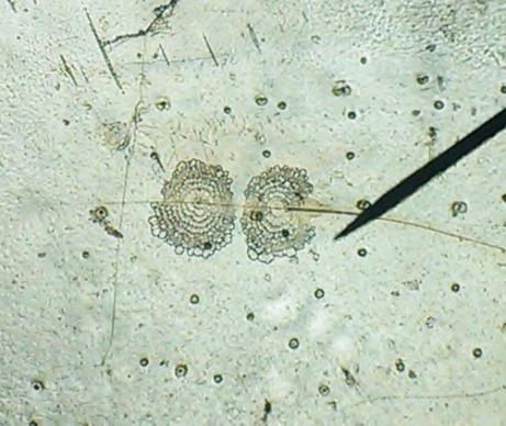 防治方法：跟病菌斗智斗勇！