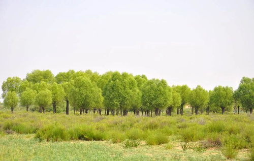 栽植技巧，不嫩马虎