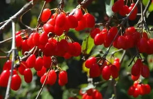 茱萸苗种植， 把握三个关键时段提升成活率