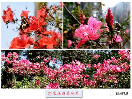 杜鹃花：木本花卉之王