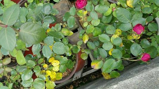 月季花：Neng直接浇吗？