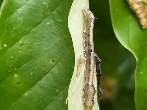 红薯苗上的虫子，你见过吗？