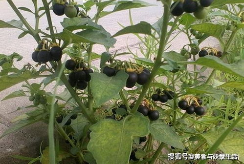刺萼龙葵生长迅速，繁殖力强