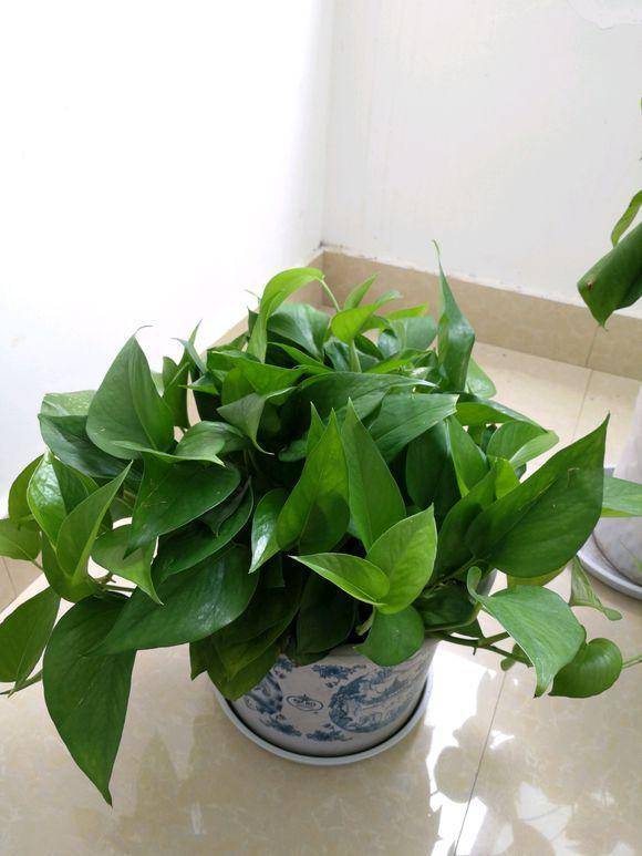 多菌灵喷绿萝，平安吗？