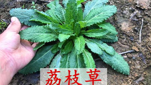 水苔晒干后的使用疑问解答