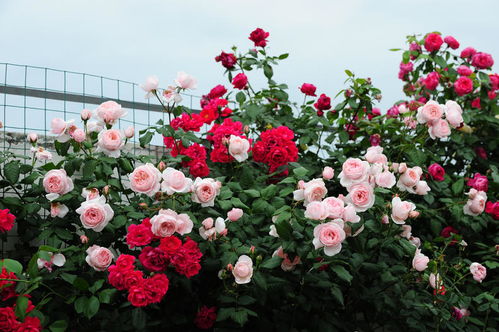 种植季节，什么时候种最合适？