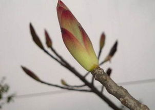 盆景梅花如何修剪才能矮化？