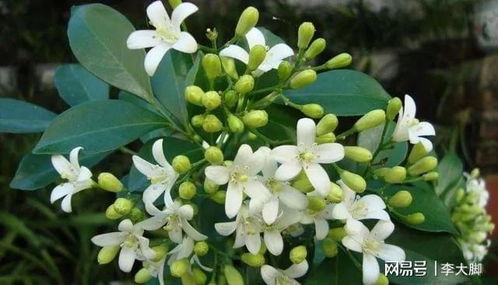 九里香花期长，四季皆可观赏