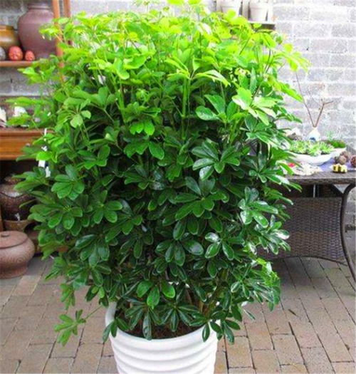 养护不当， 小心绿植变成“健康杀手”