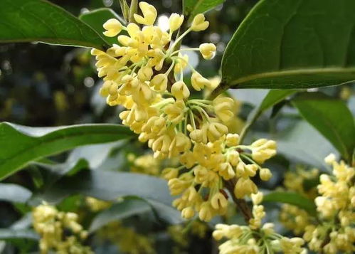 桂花树寓意芬芳吉祥，象征家庭和谐