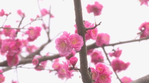 梅花：坚韧的象征