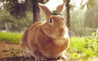 姬将军兔子养护全攻略：从新手到专家