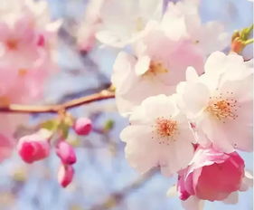 掌握芝樱花养殖秘籍：实用技巧与养护指南
