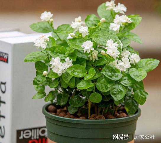 满天星幼苗怎么养？看图学养护技巧