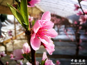 牵牛花语：故乡情牵，花开满园