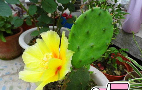 水草养护：水质管理是关键