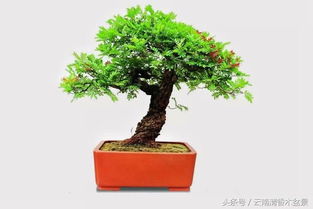 清香木如何安全过冬？