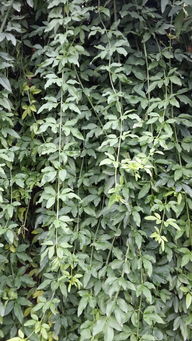藤条是哪一类植物？它属于木质藤本还是草质藤本
