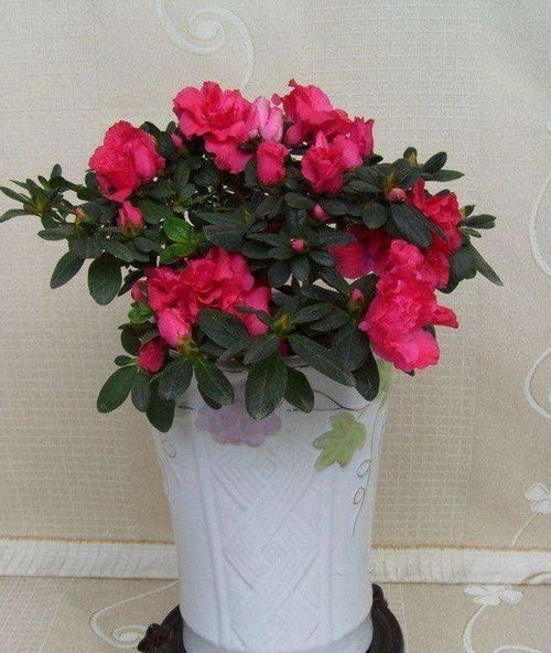 杜鹃花种植攻略：家门口养花必备技巧！