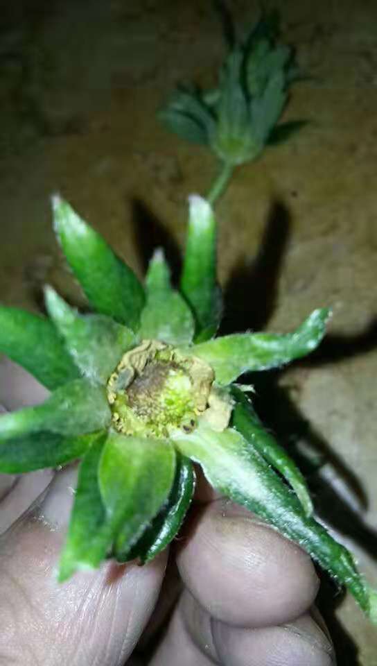 长寿花灰霉病的疑惑解答