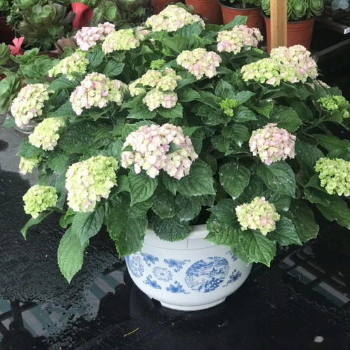 月季夏天掉叶，是缺水还是病虫害