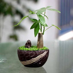 “发财树过高？一剪就富！”