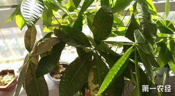 叶子发黄原因五：病虫害