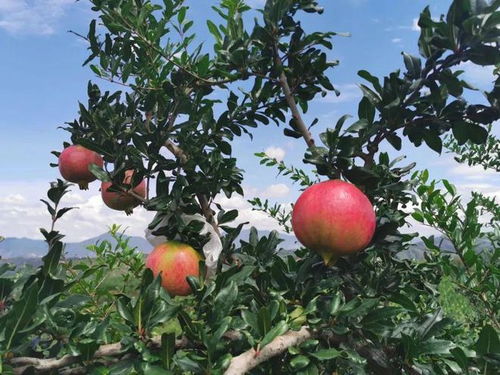 石榴套袋打药，听起来hen厉害的样子