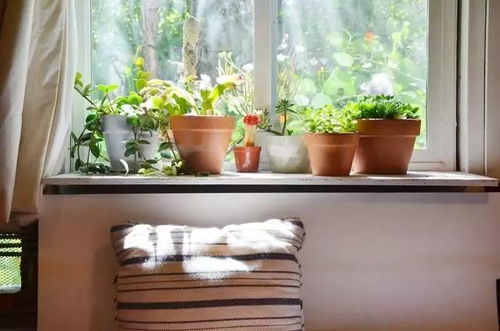 卧室花卉，助眠神器