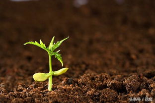 芒果树下的土壤，花儿的乐园？