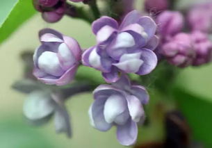 丁香花（揭开丁香花的真面目）的花瓣颜色为什么会因为季节变化